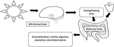 Circadian hormone secretion of enteroendocrine cells: implication on pregnancy status